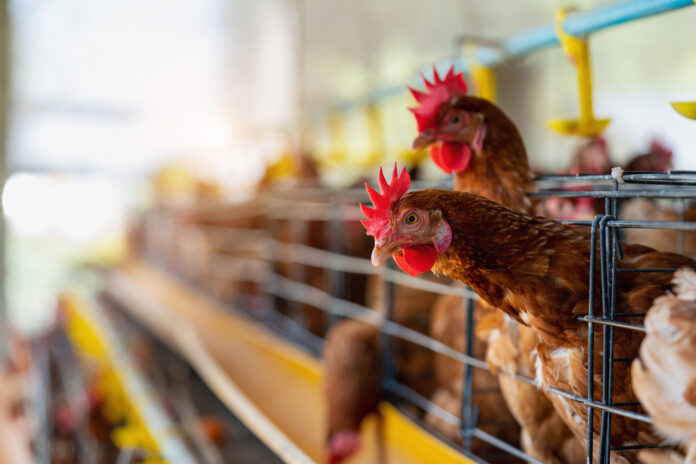 Antibiotic use in farming set to soar despite drug-resistance fears Antibiotic use in farming set to soar despite drug-resistance fears