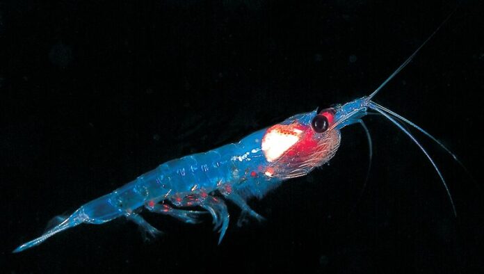 Il genoma “immenso” del Krill Il genoma “immenso” del Krill